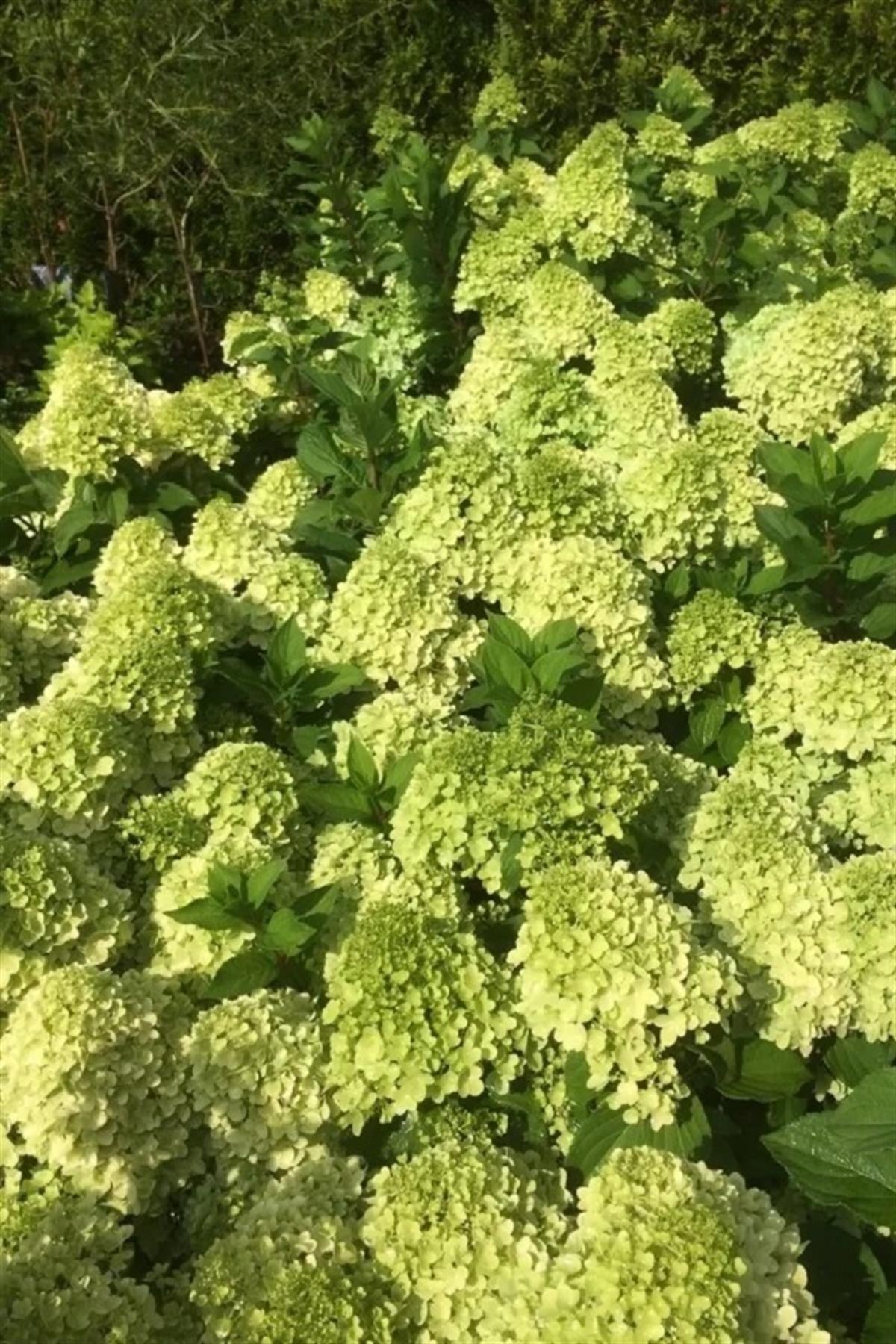 Hydrangea paniculata ortanca fidanı Mojito
