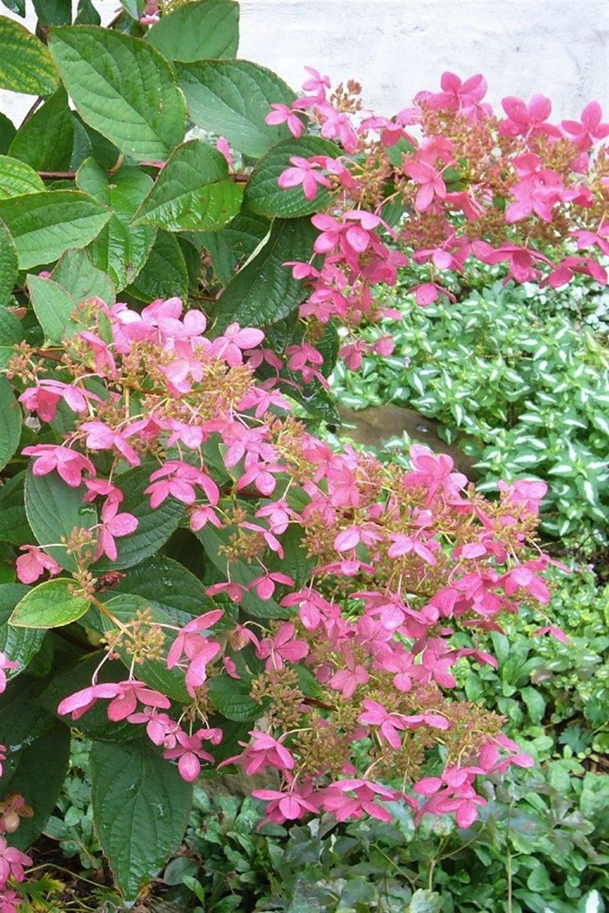 Hydrangea paniculata ortanca fidanı Pink Diamond