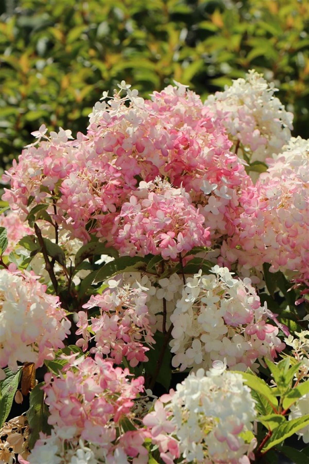 Hydrangea paniculata ortanca fidanı Pinkachu