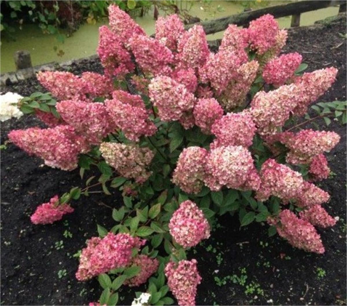 Hydrangea paniculata Sundae Fraise Bodur Vanilya Ortanca fidanı