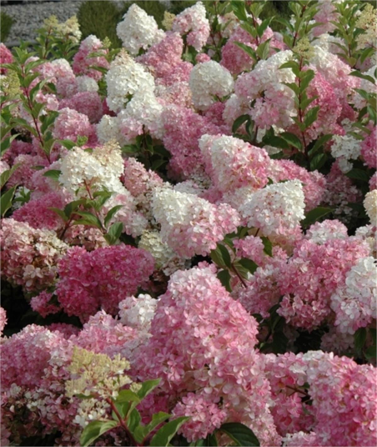 Hydrangea paniculata Vanille Fra. Vanilya Ortanca fidanı