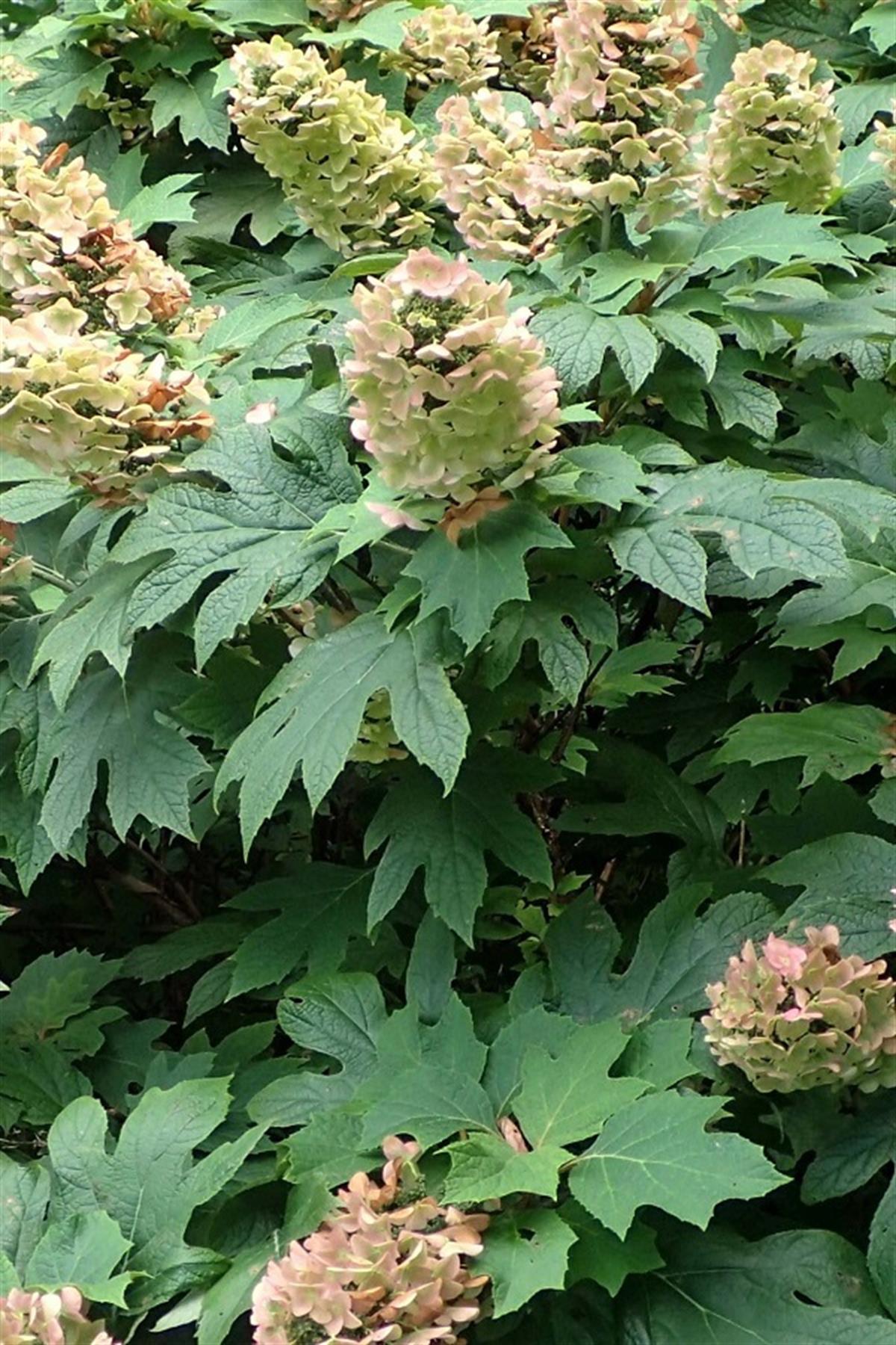 Hydrangea quercifolia meşe yapraklı ortanca fidanı Jetstream