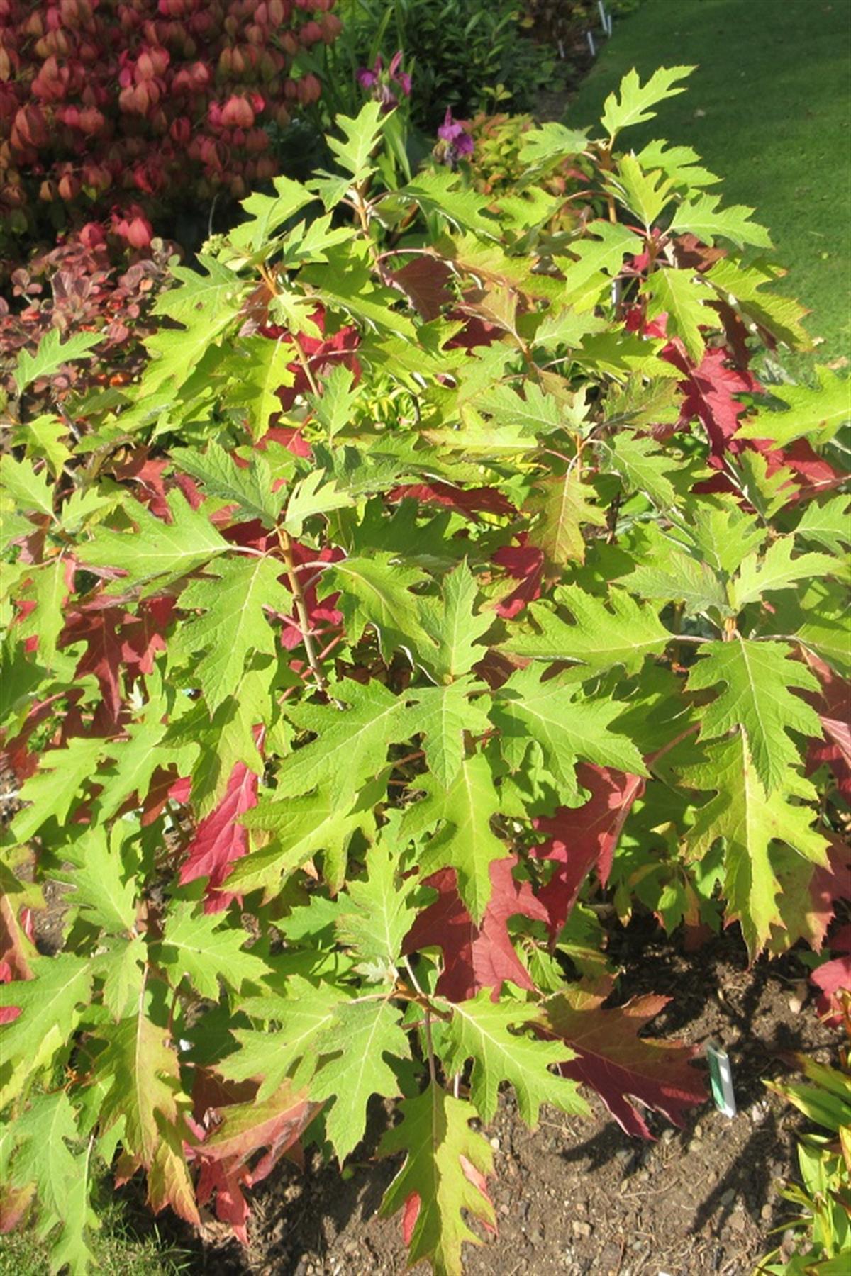 Hydrangea quercifolia meşe yapraklı ortanca fidanı Ice Cristal