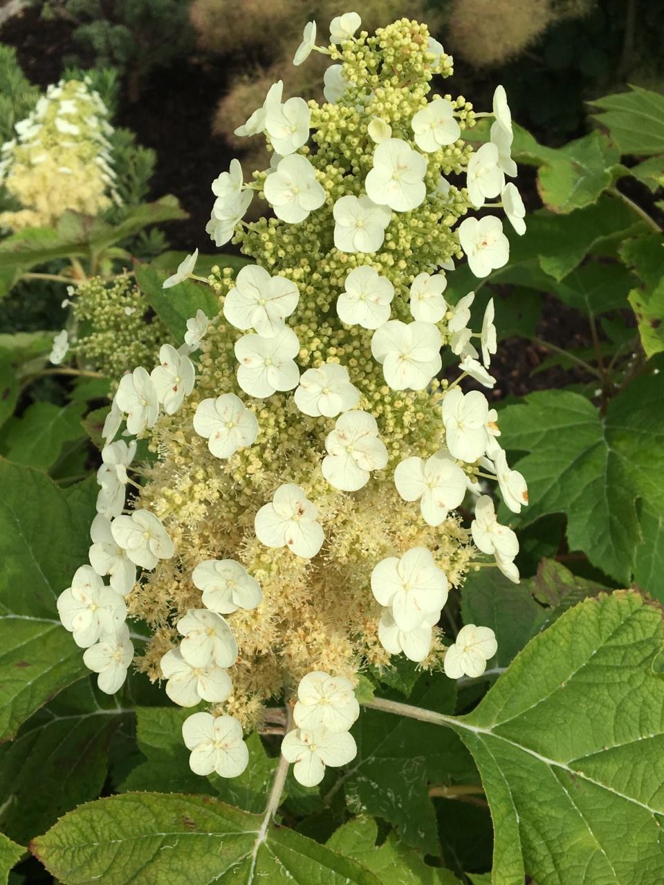Hydrangea quercifolia meşe yapraklı ortanca fidanı Sikes Dwarf