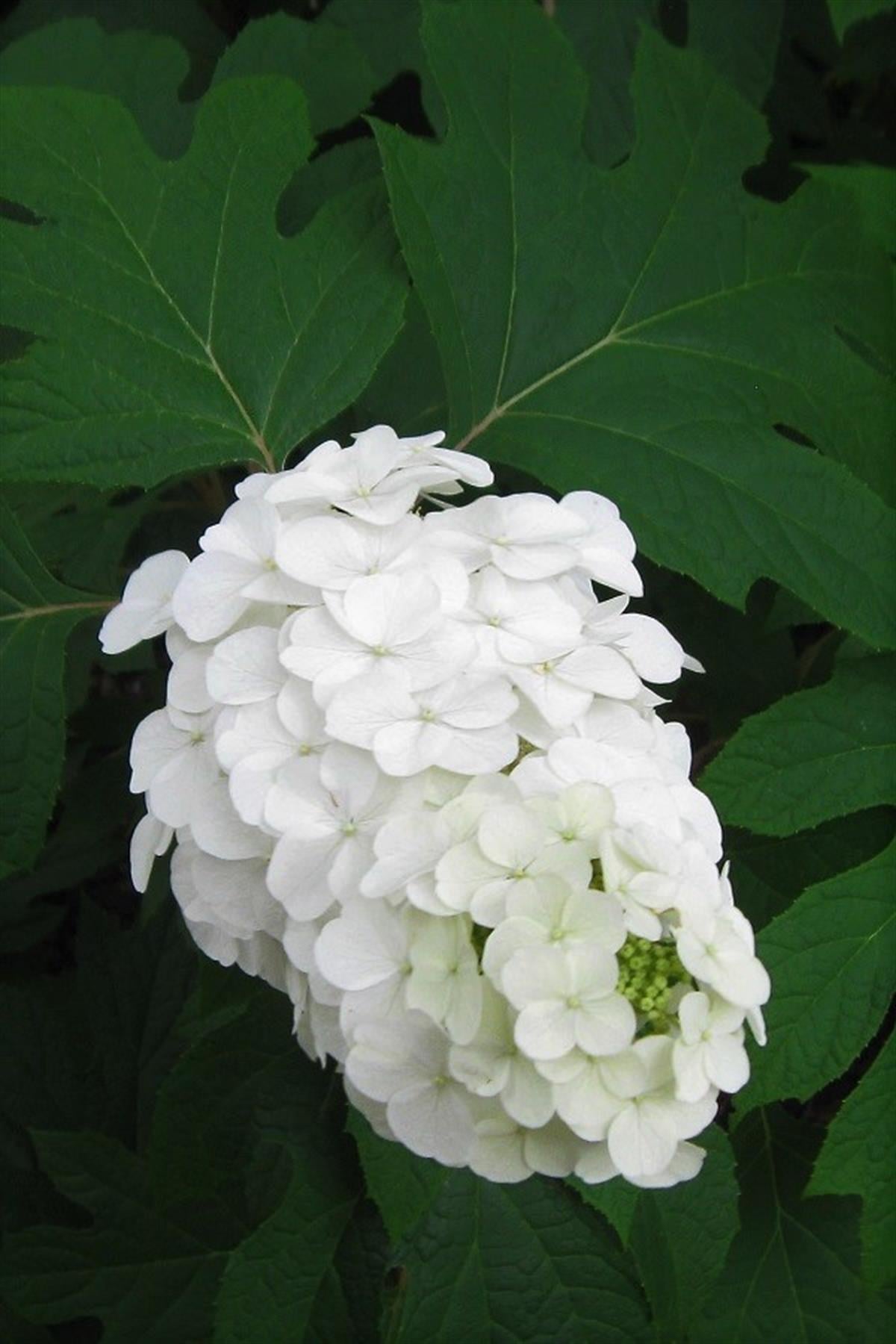 Hydrangea quercifolia meşe yapraklı ortanca fidanı Snow Queen