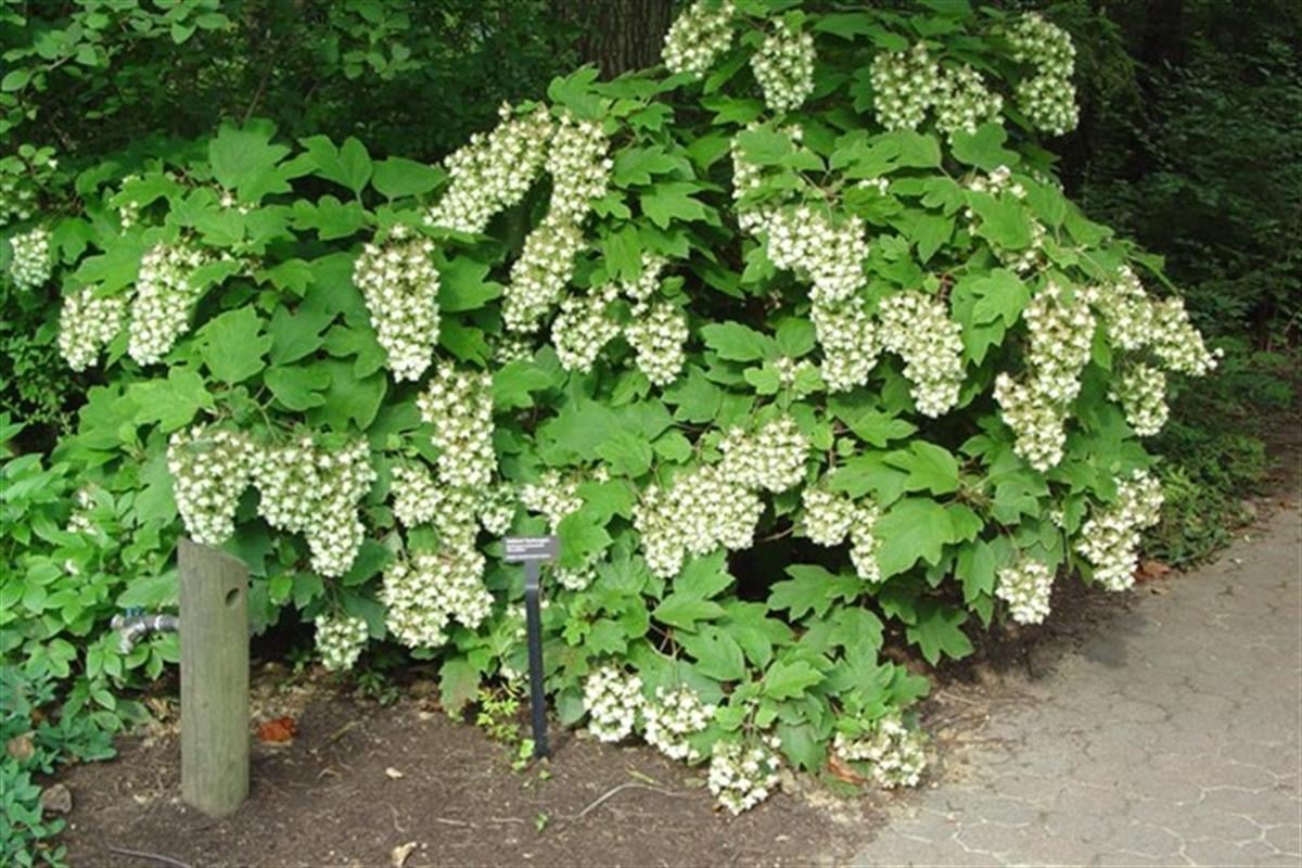 Hydrangea quercifolia Snowflake meşe yapraklı ortanca