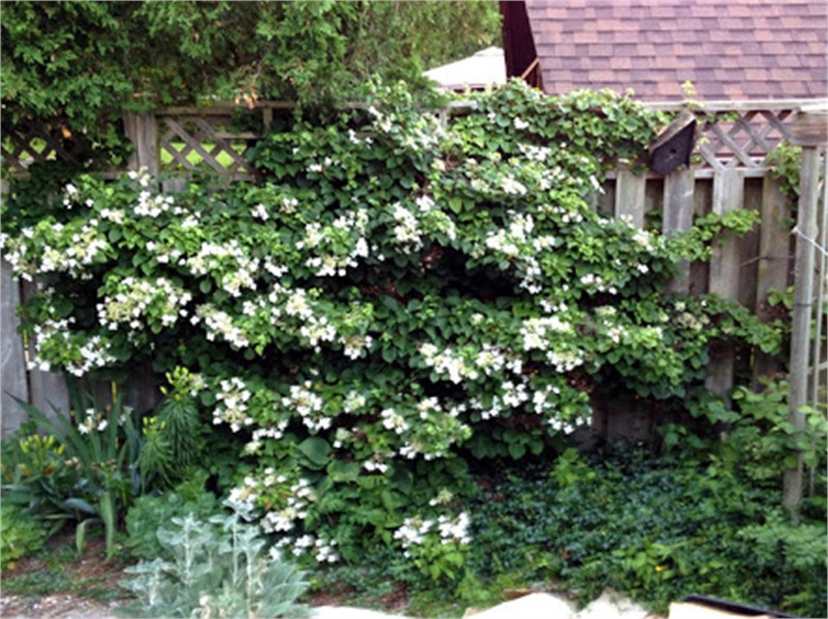 Hydrangea seemani x petiolaris Semiola Sarılıcı Ortanca fidanı