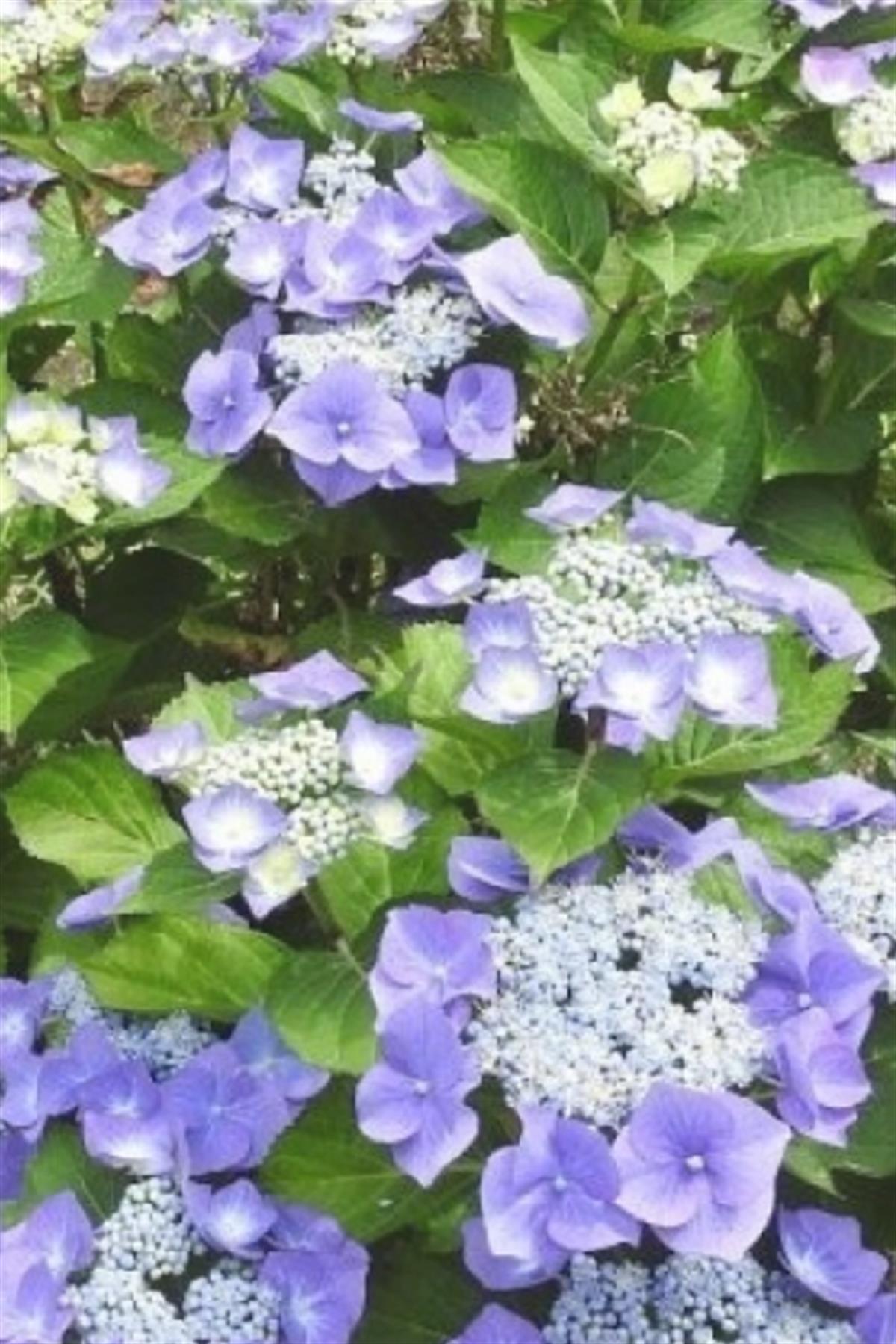 Hydrangea serrata ortanca fidesi Summerglow 