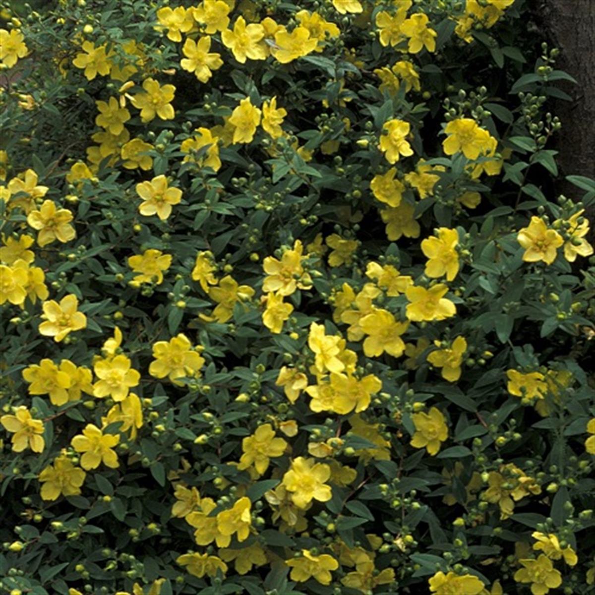 Hyperricum hidcote Yeşil Yapraklı Katır Kuyruğu fidesi