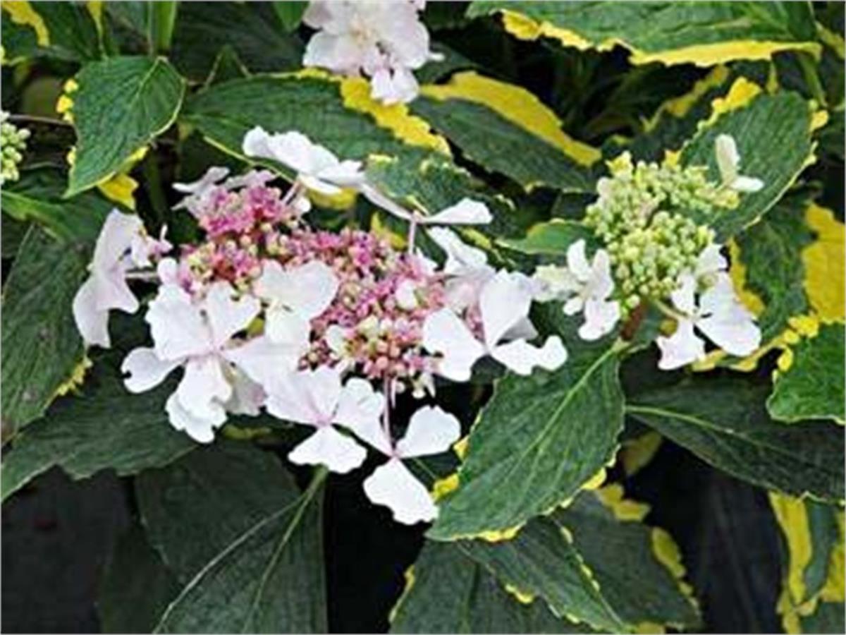 Hyrandgea macrophylla Goldruch Neyosh Ortanca fidanı