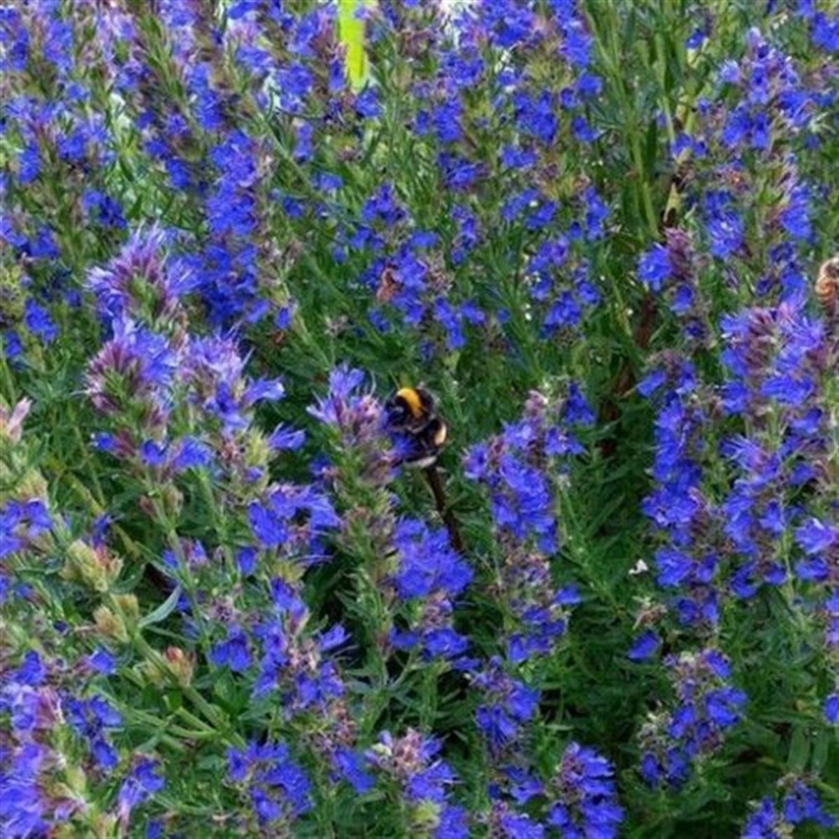 Hyssopus officinalis Zufaotu Zufa otu Çördük Çorduk Çürdükotu fidesi