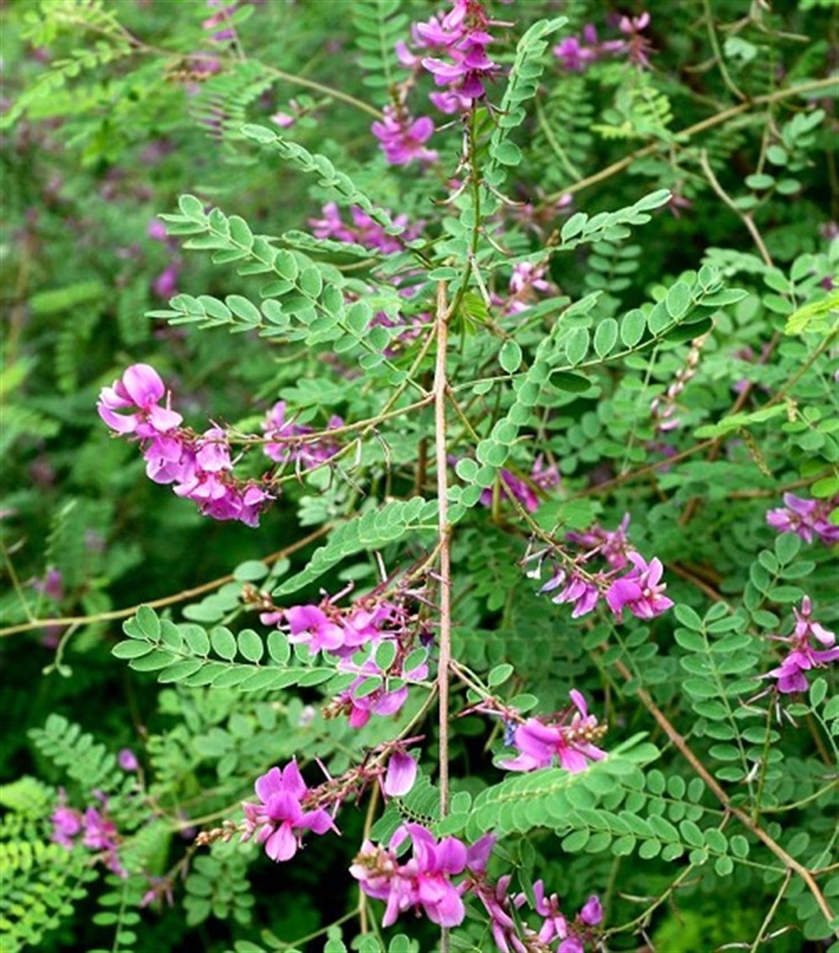 Indigofera dosua indigofera çivit ağacı fidanı