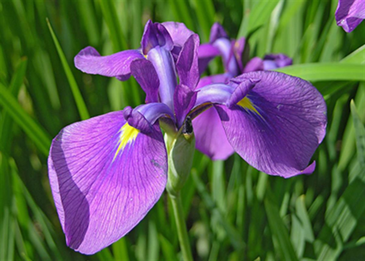 Iris laevigata Mor İris Süsen fidesi,Yumrusu