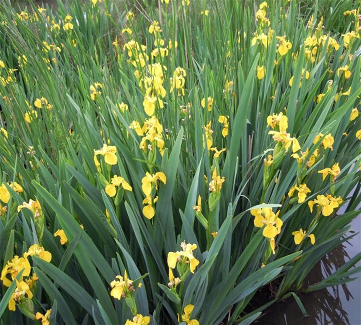 Iris laevigata Sarı İris Süsen fidesi,Yumrusu