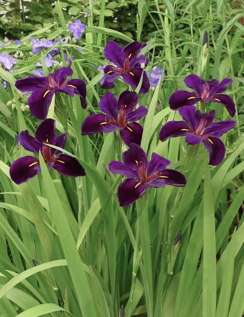 Iris louisiana black gamecock siyah iris