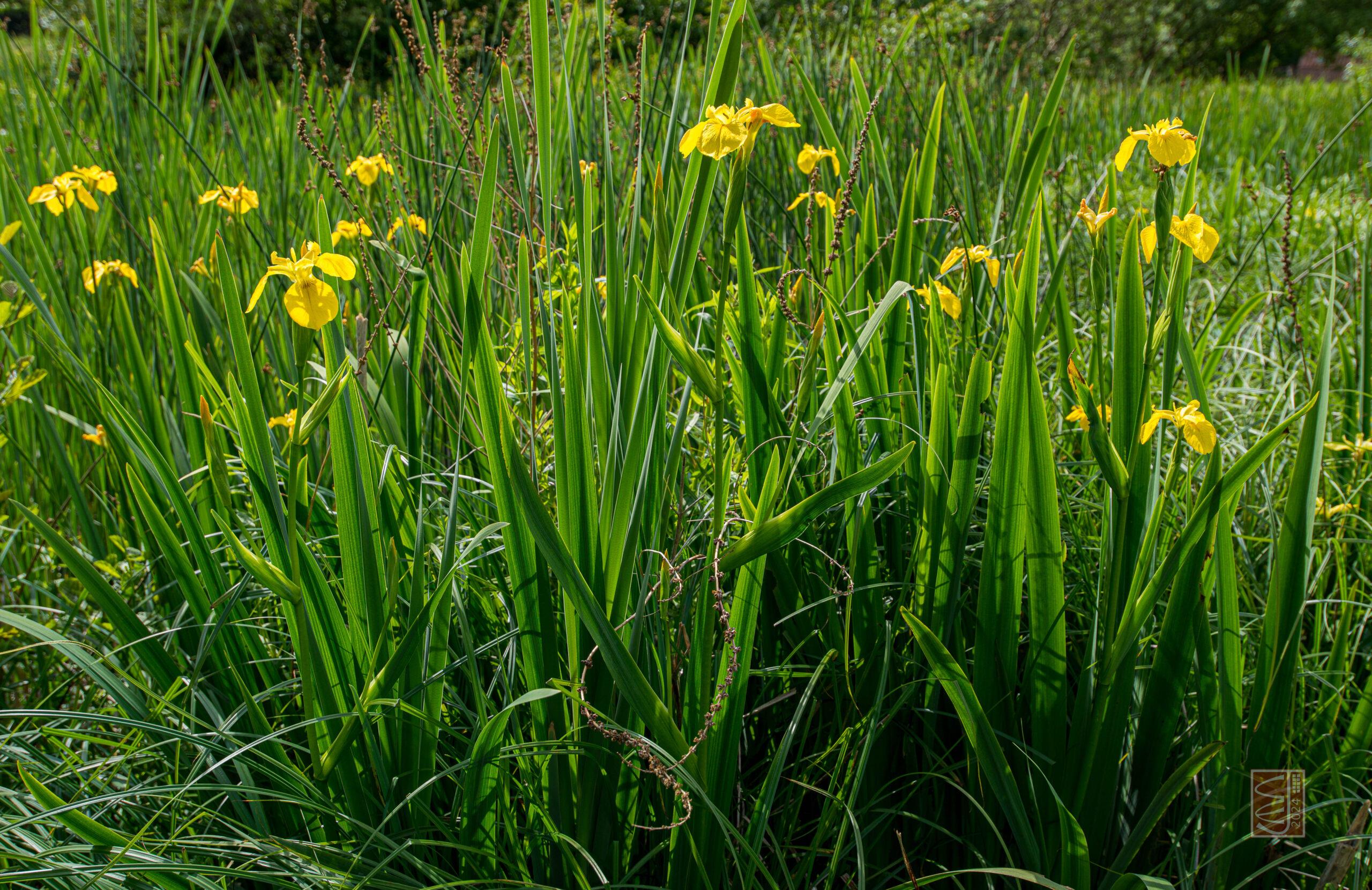 Iris pseudacorus Yalancı acorus Süsen Fidesi, Yumrusu