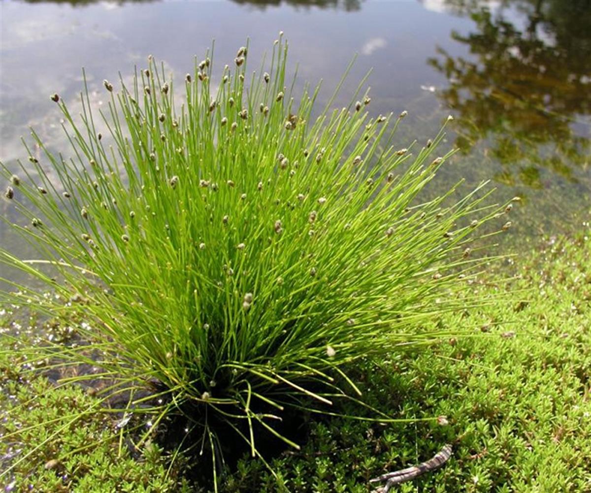 Isolepis cernua, Scirpus cernuus Fiber Optik Çim
