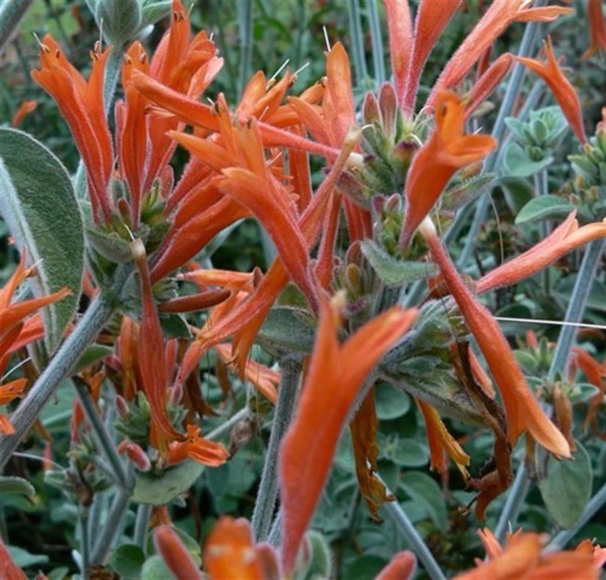 Jacobina suberecta dicliptera Uruguay fişek çiçeği fidesi