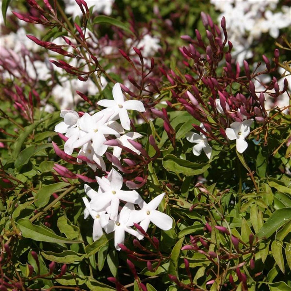 Jasminum Ada Yasemin fidanı