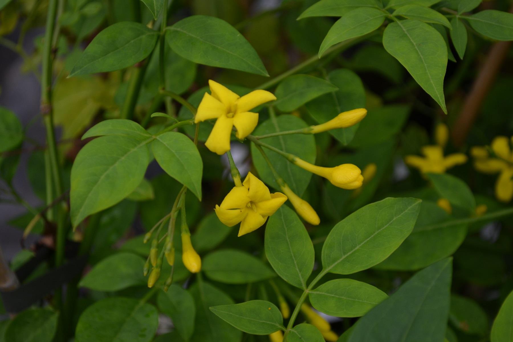 Jasminum humile Revolutum İtalyan yasemin fidanı
