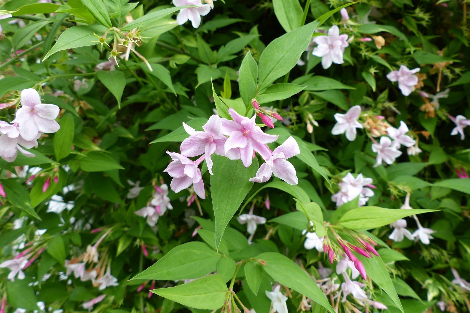 Jasminum stephanense Pembe çiçekli yasemin fidanı