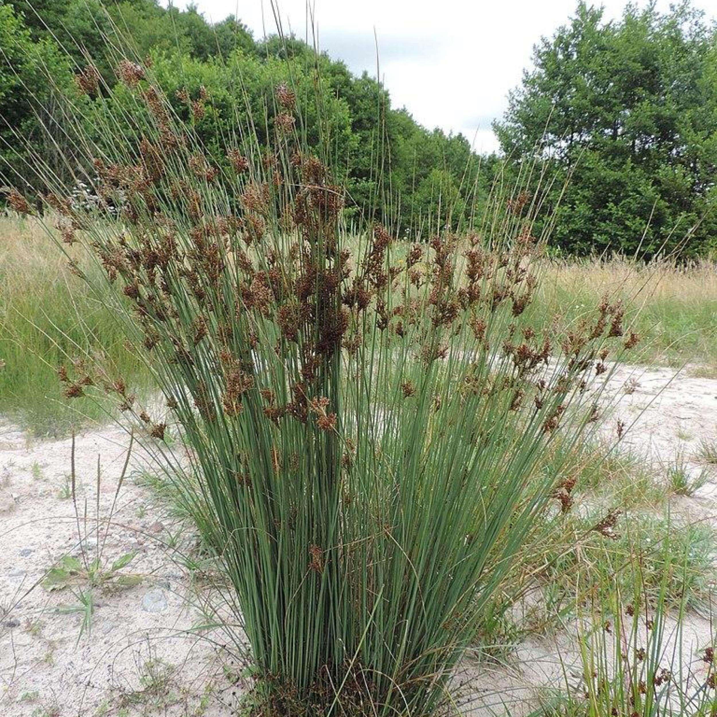 Juncus inflexus blue arrows