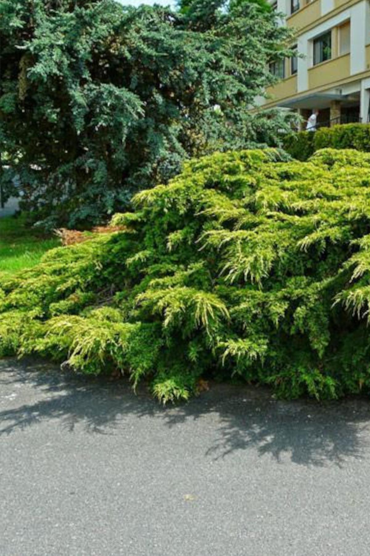 Juniperus horizontalis Old Gold Yayılıcı ardıç sürünücü ardıç fidanı