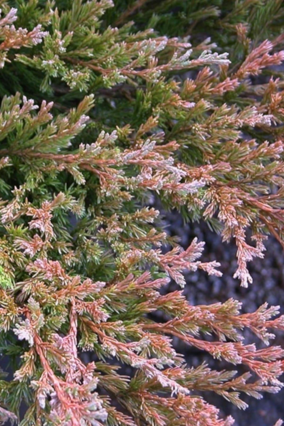 Juniperus horizontalis Plumosa Youngstown Yayılıcı ardıç sürünücü ardıç fidanı
