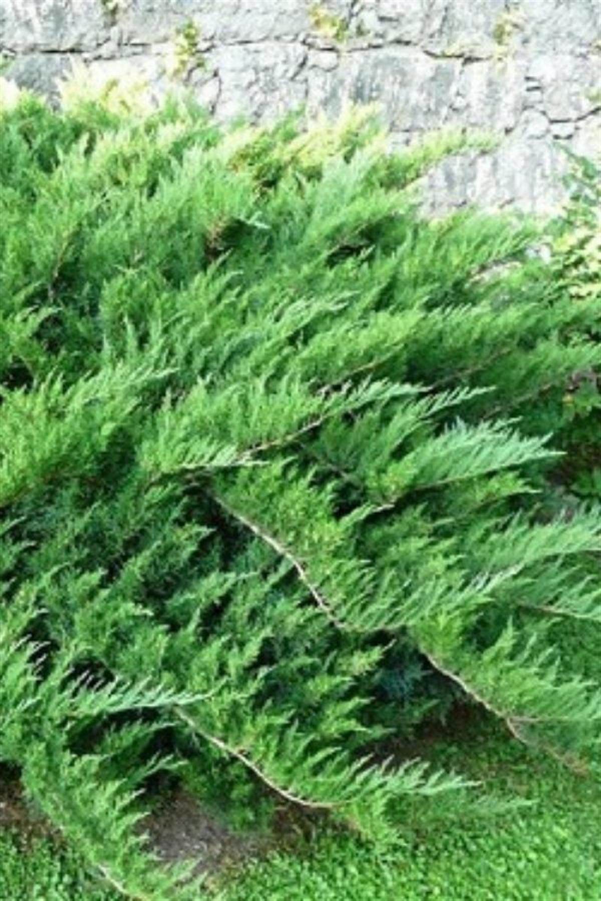 Juniperus sabina Sabin Ardıç Fidanı