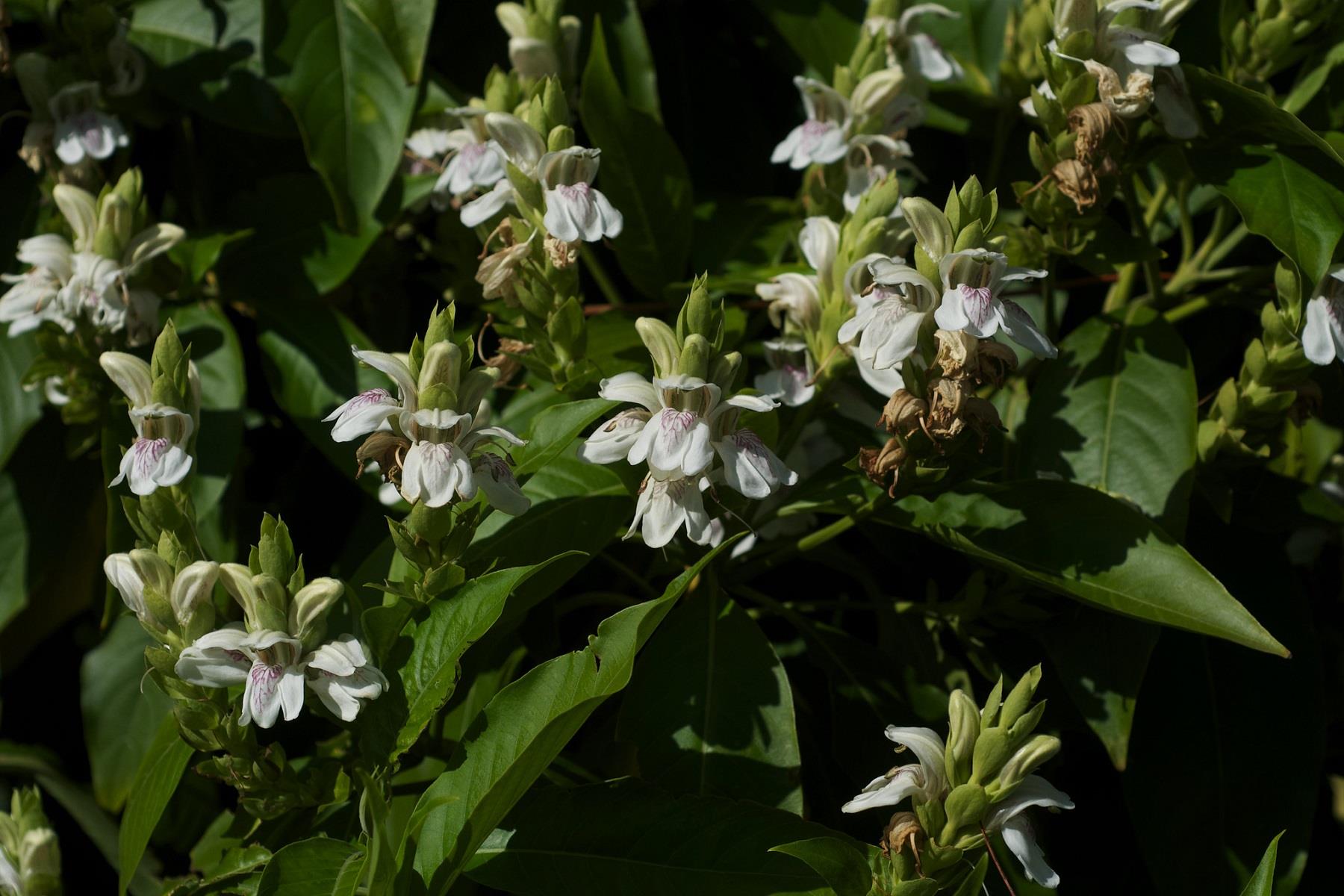 Justicia adhatoda beyaz justisya