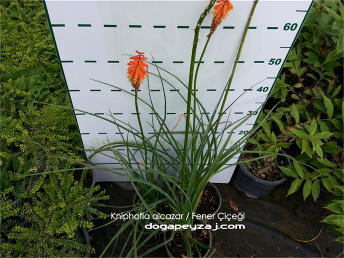 Kniphofia Alcazar Sarı Turuncu Meşale Zambağı Fener Çiçeği fidesi