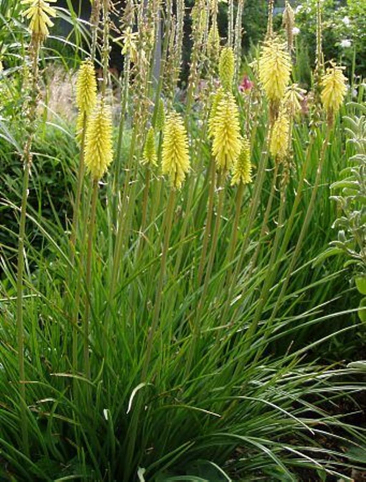 Kniphofia citrina Meşale Zambağı Fener Çiçeği fidesi