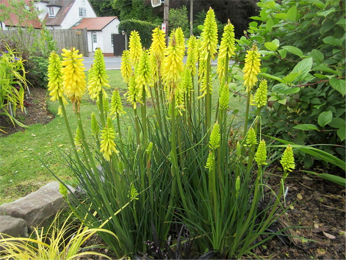 Kniphofia Lemon Popsicle Sarı Meşale Zambağı Fener Çiçeği fidesi
