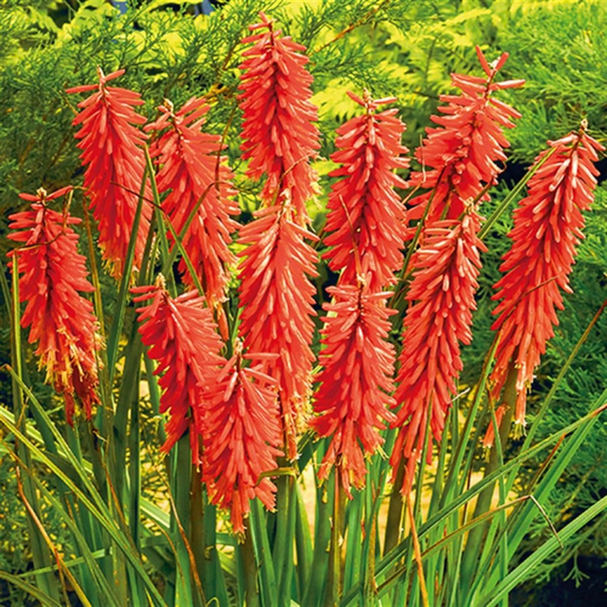 Kniphofia Nancy Red Kırmızı Meşale Zambağı Fener Çiçeği fidesi