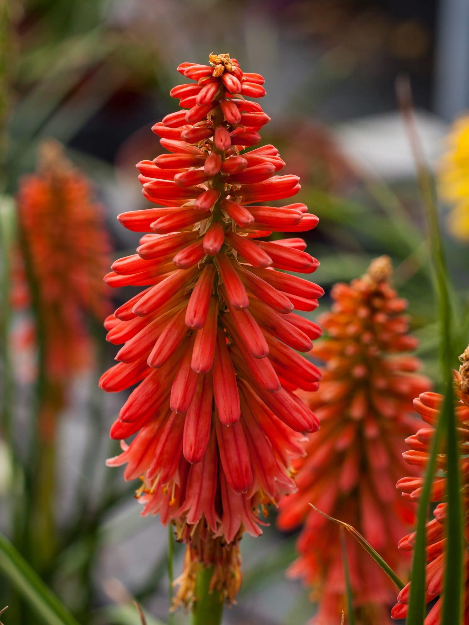 Kniphofia Redhot Popsicle Kırmızı Meşale Zambağı Fener Çiçeği fidesi