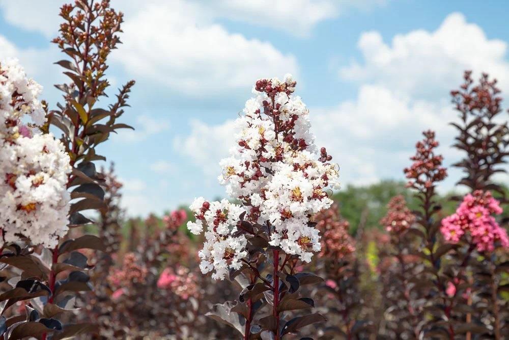 Lagerstroemia indica oya ağacı Black Diamond Pure White
