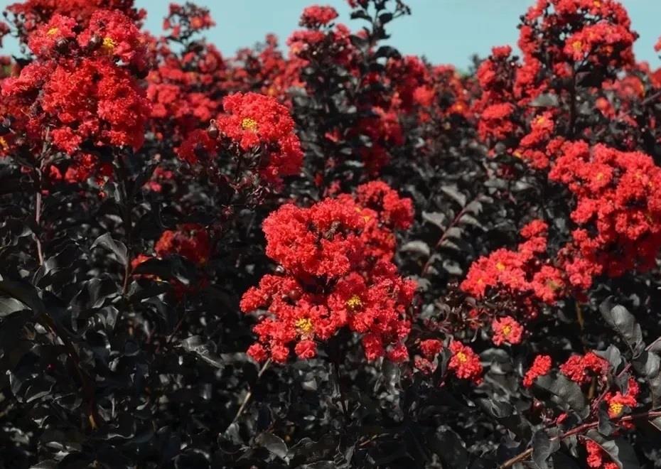 Lagerstroemia indica oya ağacı Black Diamond Best Red