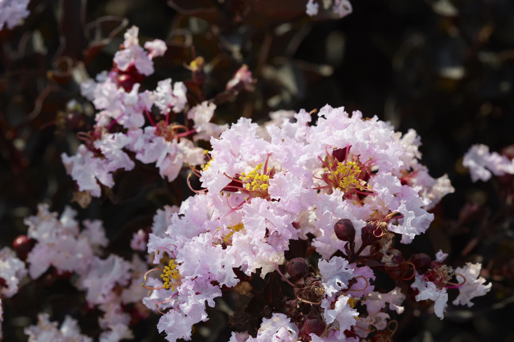 Lagerstroemia indica oya ağacı Black Diamond Blush