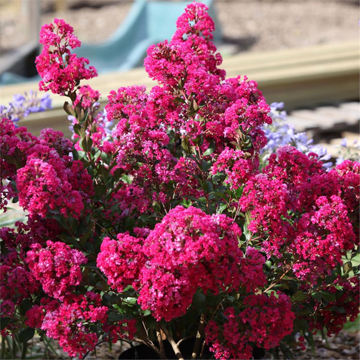 Lagerstroemia indica oya ağacı whit love Kiss