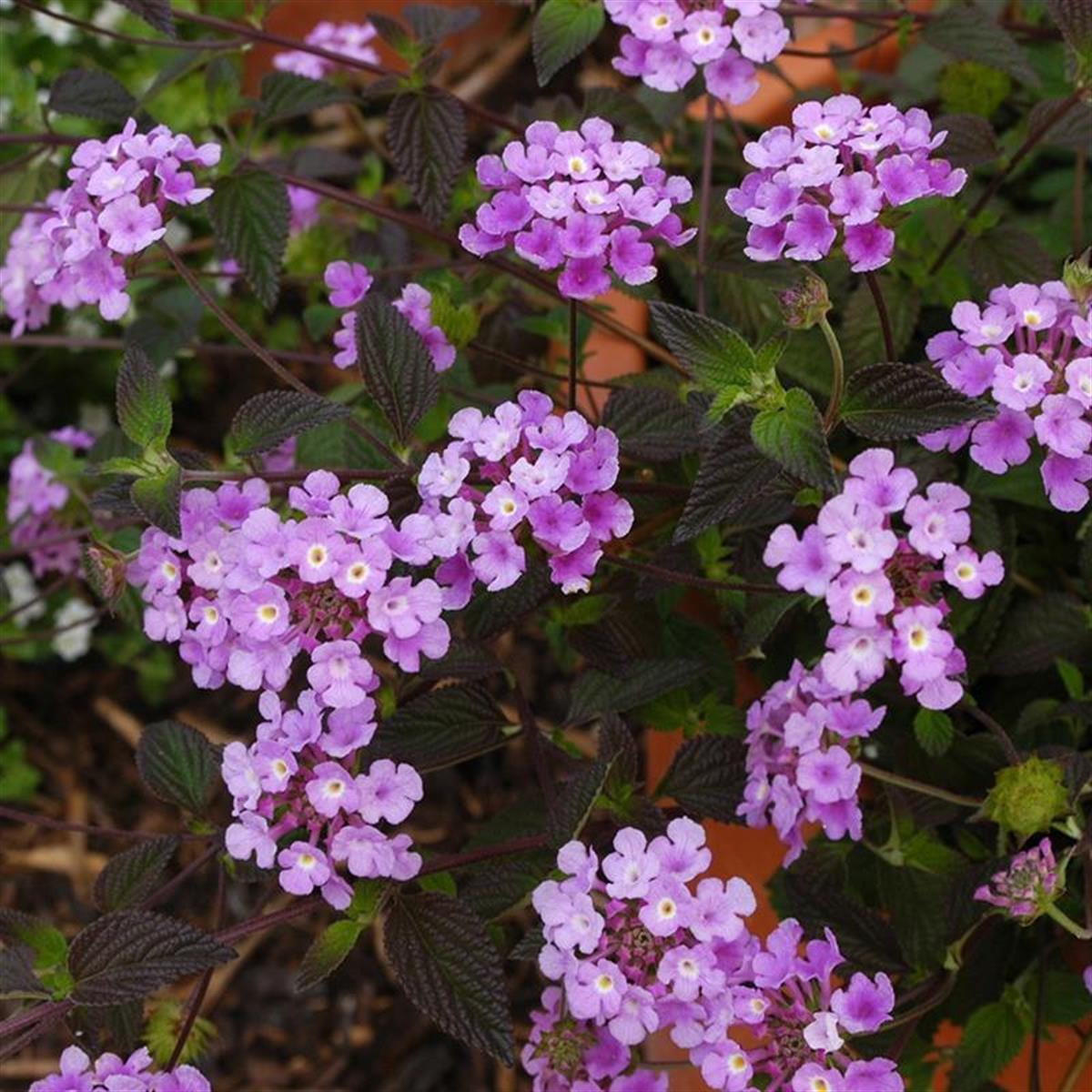 Lantana camara Ağaç Mine Mor Çiçekli Çalı Mine fidanı