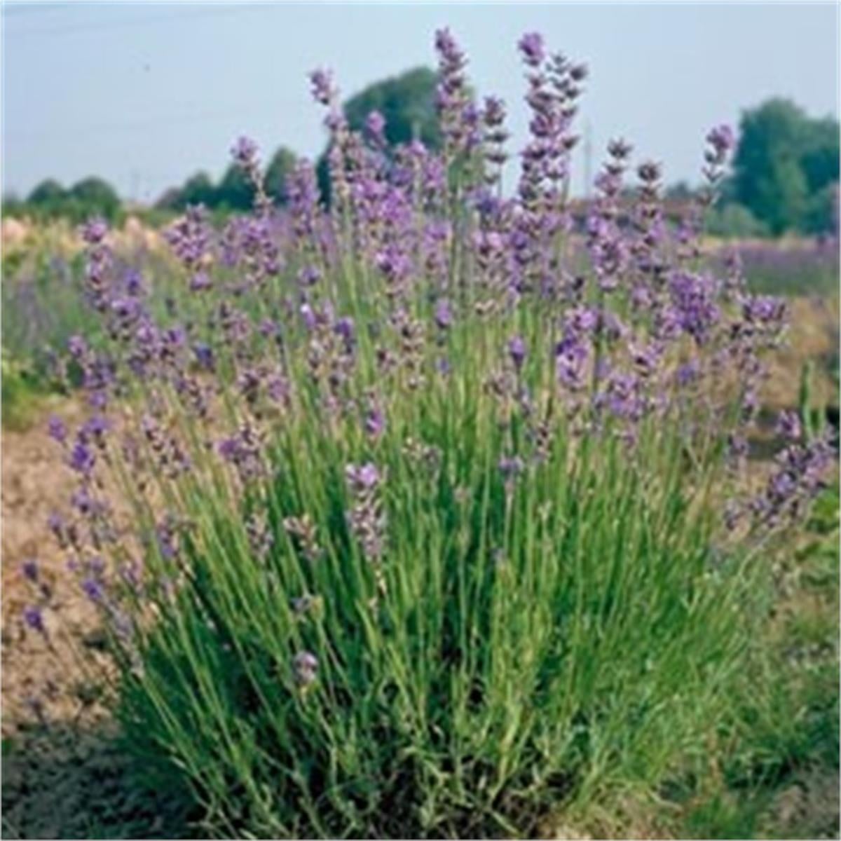 Lavandula angustifolia Grosso Lavanta fidanı