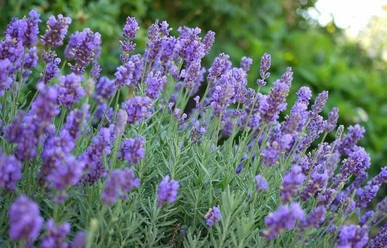 Lavandula intermedia Lavanta fidesi