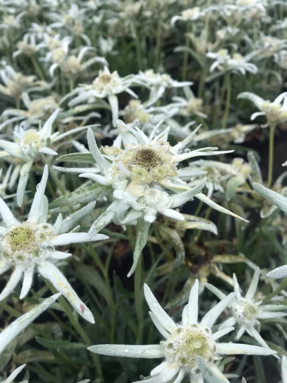 Leontopodium Blossom of Snow