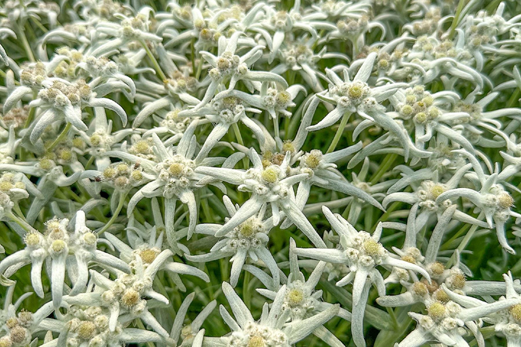 Leontopodium Blossom of Snow