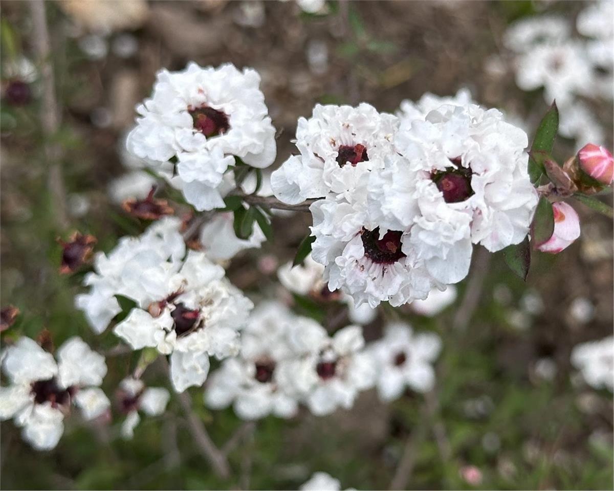 Leptospermum scop Blanc double okyanus mersini manuka çay ağacı