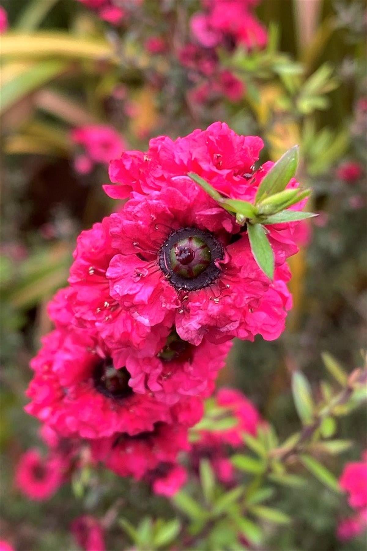 Leptospermum scop. Ruby Glow okyanus mersini manuka çay ağacı