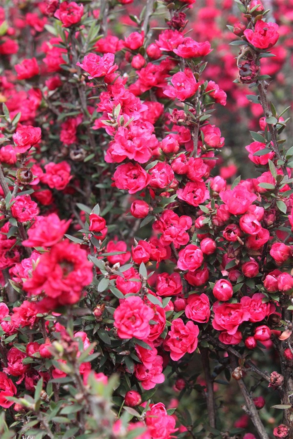 Leptospermum scop. Wiri Joan okyanus mersini manuka çay ağacı