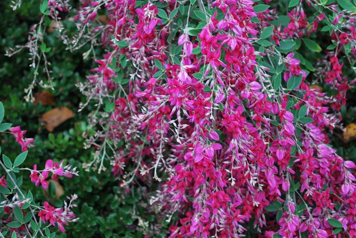 Lespedeza thunbergii Japon Tırfılı fidanı