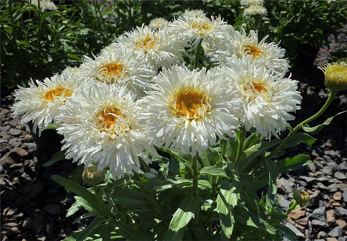 Leucanthemum Coconut Katlı margarit papatya fidesi