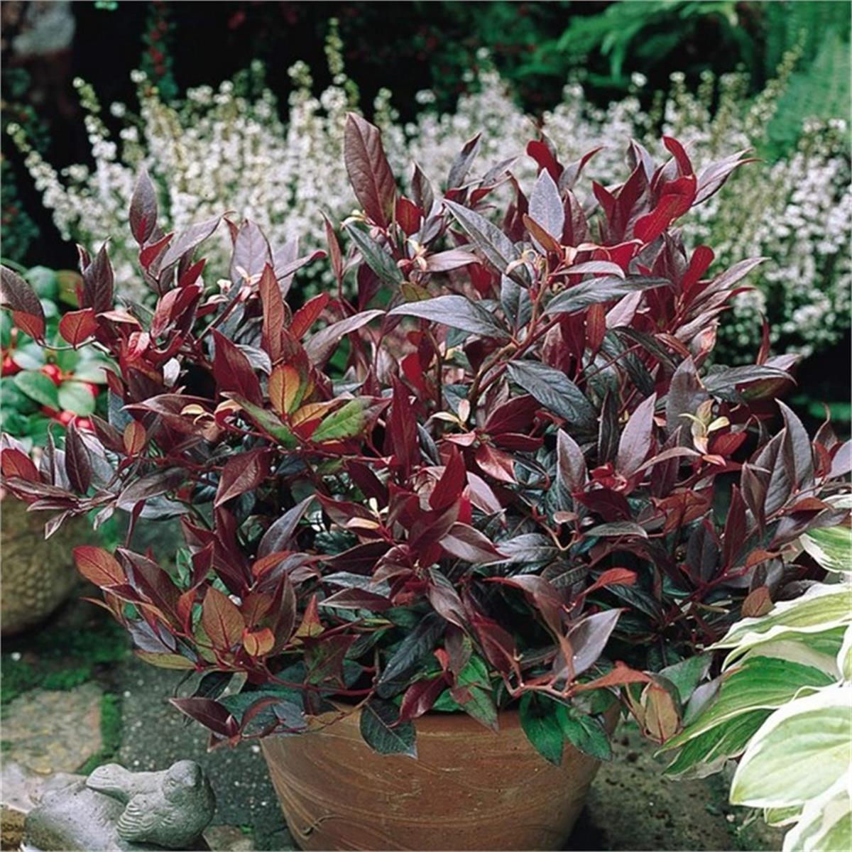 Leucothoe Scarletta zeblid İt Köstek fidanı